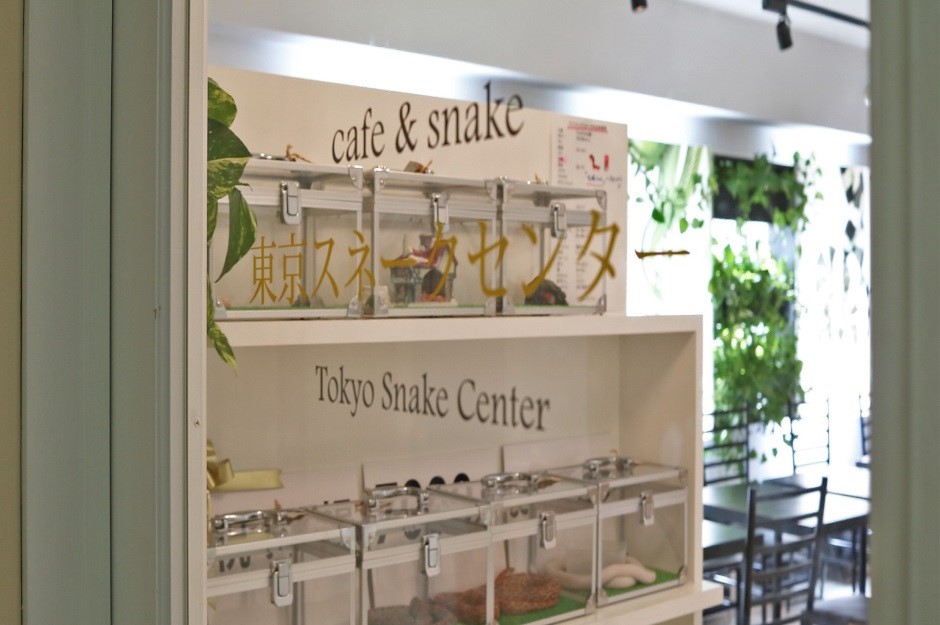 Nằm ở tầng 8 một tòa nhà thuộc khu Harajuku, Tokyo, Nhật Bản,  quán cà phê rắn có tên The Snake Center dành cho những du khách đủ can đảm tiếp cận với rắn. Ảnh: Lovefood.